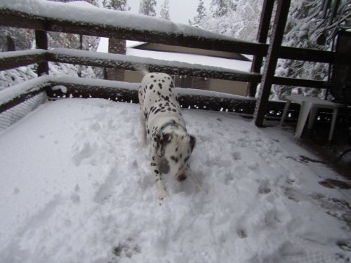 Lucky playing in the snow